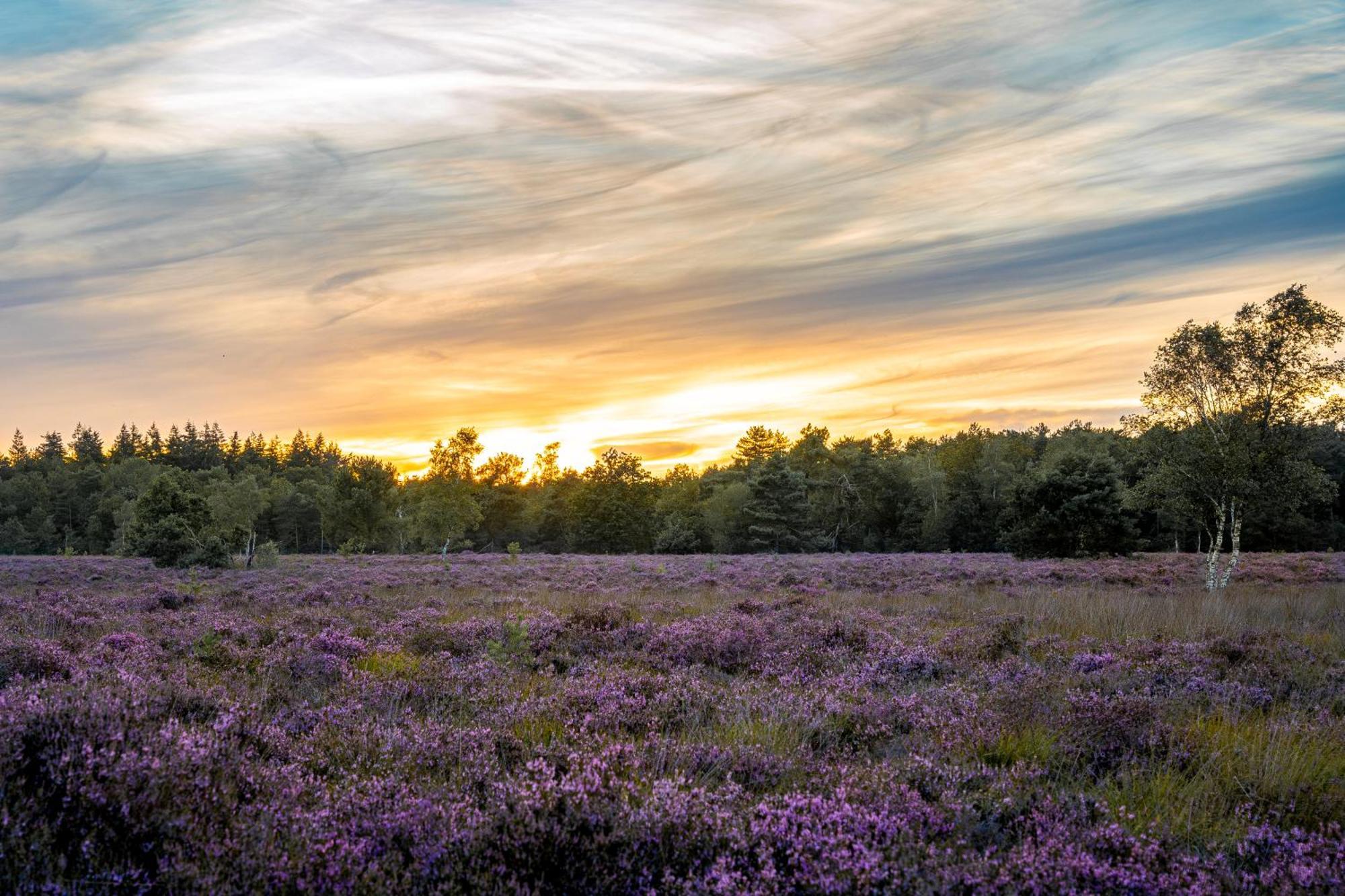 Veluwe Park Reewold Chalet Talisman Putten Ngoại thất bức ảnh